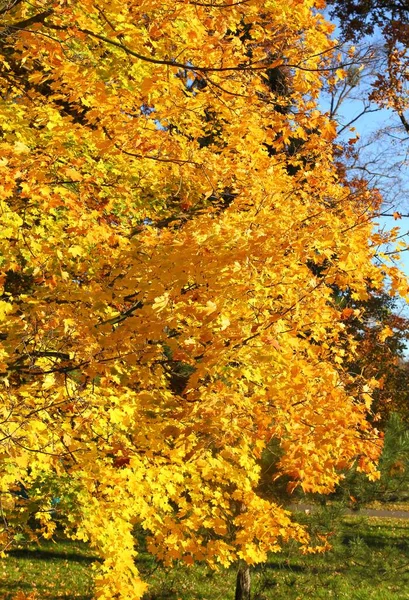 Árbol Arce Con Hojas Coloridas Otoño Luz Soleada —  Fotos de Stock