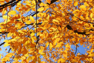 Renkli sonbahar yapraklarıyla güneşli ışıkta boynuz direği..