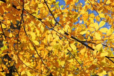 Renkli sonbahar yapraklarıyla güneşli ışıkta boynuz direği..