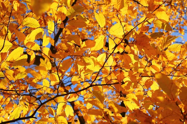 Hainbuche Mit Bunten Herbstblättern Sonnigem Licht — Stockfoto