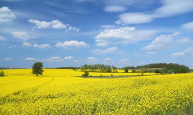 Sarı çiçek açan tecavüz tarlalarıyla bahar manzarası.