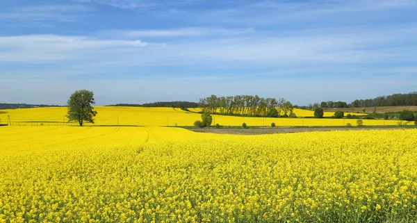 Paisagem Primavera Com Campos Colza Amarelos — Fotografia de Stock