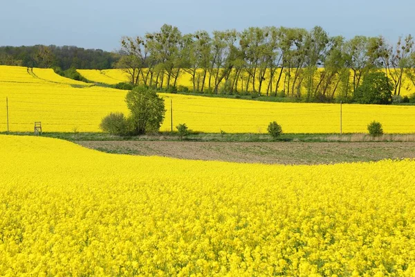 黄色い菜の花畑が広がる春の風景 — ストック写真