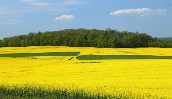 Sarı çiçek açan tecavüz tarlalarıyla bahar manzarası.