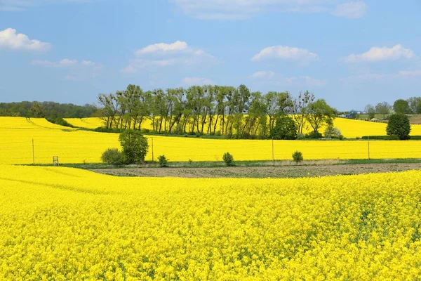 Spring Landscape Yellow Blooming Rape Fields — Stock Photo, Image
