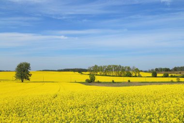 Sarı çiçek açan tecavüz tarlalarıyla bahar manzarası.