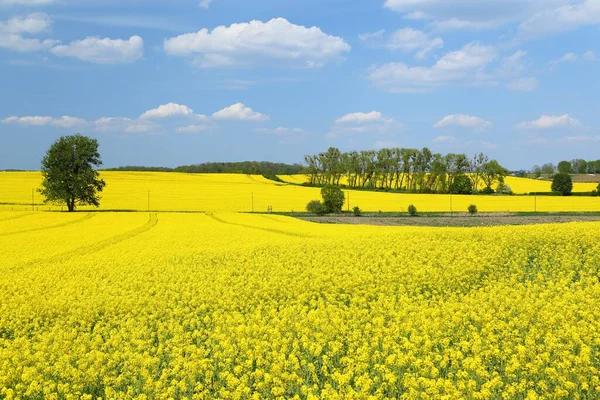 Spring Landscape Yellow Blooming Rape Fields — Stock Photo, Image