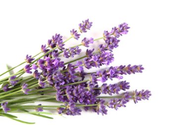 Beyaz arka planda bir buket çiçek açan lavanta. Üst görünüm.