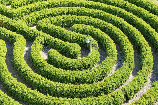A green hedge forming a maze in the garden. Top view.