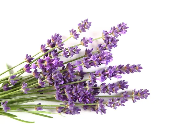 Buquê Lavanda Florescente Fundo Branco Vista Superior — Fotografia de Stock