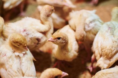 Çiftlikteki küçük hindiler, hindi yetiştiriyorlar. Küçük hindi tavukları. Ahırda bir hindi sürüsü. Kümes hayvanları çiftliği. Küçük hindi kameraya bakar..