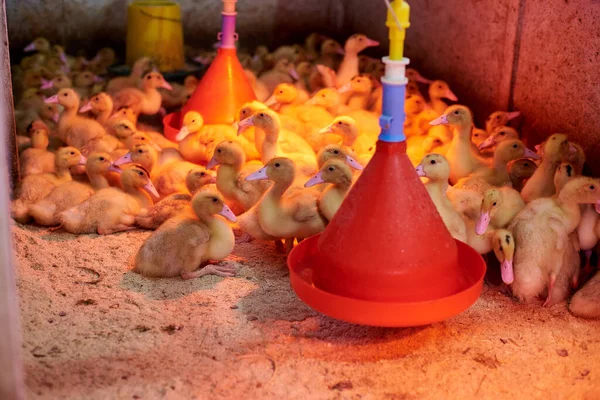 Bir Kuluçka Makinesinin Içinde Güzel Ördek Yavruları Tarım Kuluçka Makinesi — Stok fotoğraf