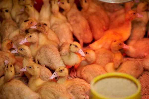 Bir Kuluçka Makinesinin Içinde Güzel Ördek Yavruları Tarım Kuluçka Makinesi — Stok fotoğraf