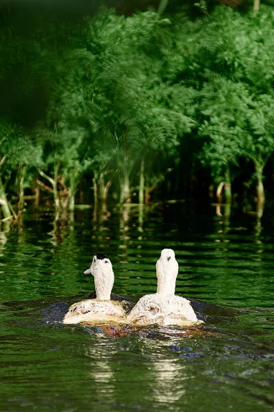 Beyaz Ördek Yeşil Bitkiler Arasında Yüzer Ördekler Gölette Yakın Plan — Stok fotoğraf