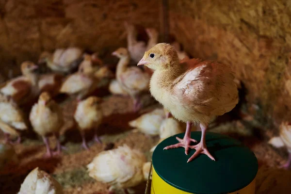 A small, yellow turkey chicken sits on the feeder, with other chickens in the background. Chicks in the pen. Poultry farm. Chickens.