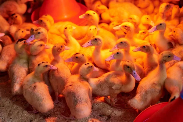 Güzel Küçük Ördek Yavruları Kırmızı Lambaların Işığında Bir Kuluçka Makinesinin — Stok fotoğraf
