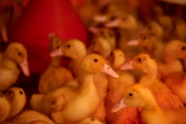 Güzel Küçük Ördek Yavruları Kırmızı Lambaların Işığında Bir Kuluçka Makinesinin — Stok fotoğraf