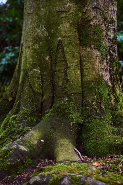 Dev bir ağacın tabanı yeşil yosun ile kaplıdır. Ormanda güzel bir ağaç, yosunlarla kaplı.