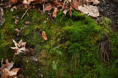 Moss 'a yaklaş. Sarı sonbahar yapraklarının olduğu ormanda yosun var. Yosun kaplı zemin. Yukarıdan görüntüle