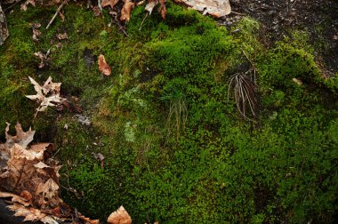Moss 'a yaklaş. Sarı sonbahar yapraklarının olduğu ormanda yosun var. Yosun kaplı zemin.
