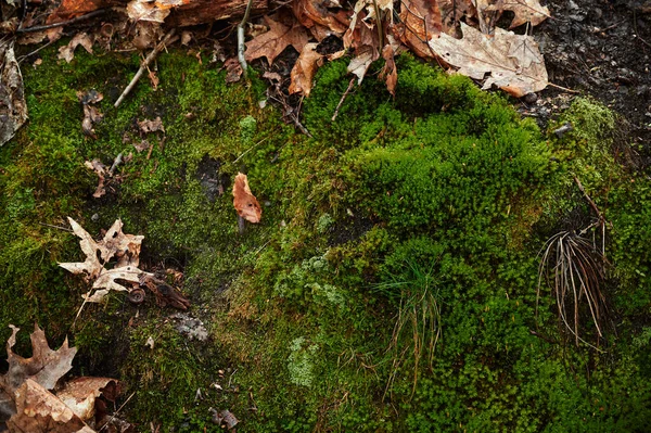 Close up of Moss. Moss in the forest on which lie yellow autumn leaves. Moss covered ground. View from above — стокове фото