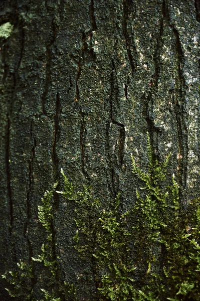 A close-up moss grows on a tree — Fotografia de Stock