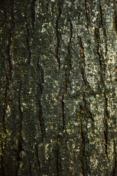 Close-up of the textured bark of the tree. Green bark on a damp tree — Fotografia de Stock
