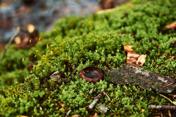 Moss 'a yaklaş. Yeşil bir yosun parçasının üzerinde bir palamut şapkası var. Orman geçmişi. Ağacın kabuğu yosunların üzerinde. — Stok fotoğraf