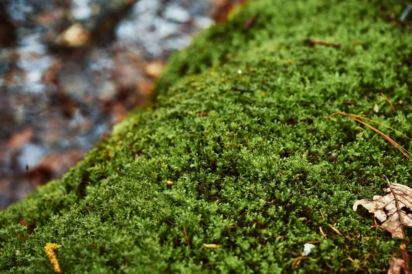 Vacker mossa närbild på stenen. Vacker bakgrund från mossa för tapeter. Närbild av Moss — Stockfoto