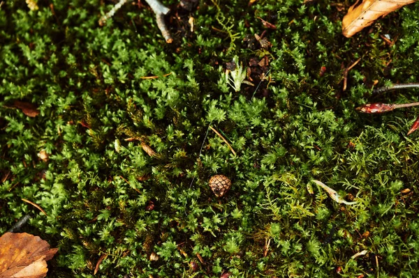 Zblízka Moss. Horní pohled na krásnou strukturu lesního mechu. Podzimní listí v lesní zelené krajině — Stock fotografie