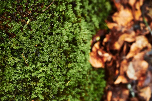 Sonbahar altın yaprakları yeşil güzel yosunların üzerinde yatar. Yukarıdan bak. Bir yosun makro görüntüsü. — Stok fotoğraf