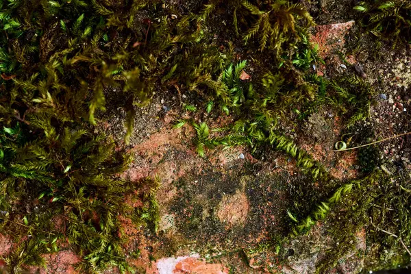 Taşın üzerinde güzel bir yosun parçası var. Duvar kağıdı için yosun harika bir arka plan. Yosun makro sahnesi — Stok fotoğraf