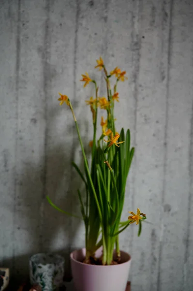 A yellow narcissus flower stands on a table against a gray wall in a pink pot. A domestic plant — Fotografia de Stock