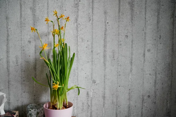 Uma flor narciso amarela está em uma mesa contra uma parede cinza em um pote rosa. Uma planta doméstica — Fotografia de Stock