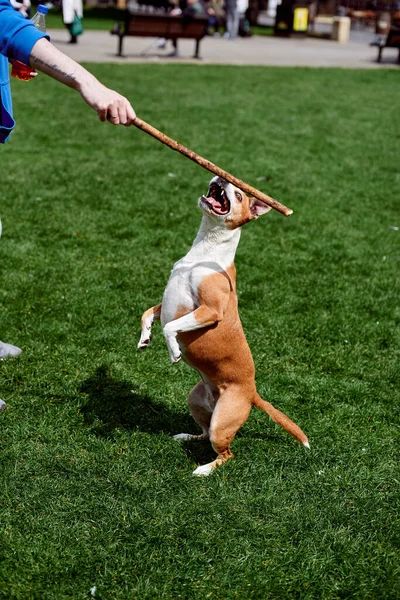 El perro salta detrás de un palo sobre el fondo de la hierba. mascota caminando. — Foto de Stock