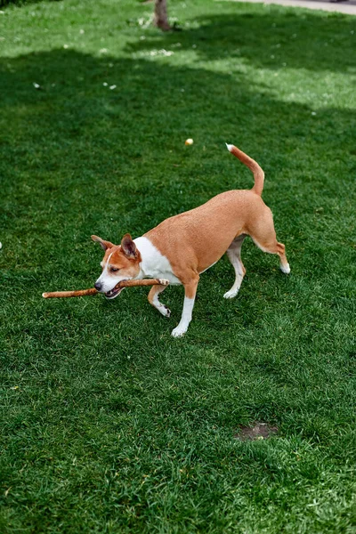 Anjing itu membawa tongkat ke pemiliknya dengan latar belakang rumput hijau. — Stok Foto