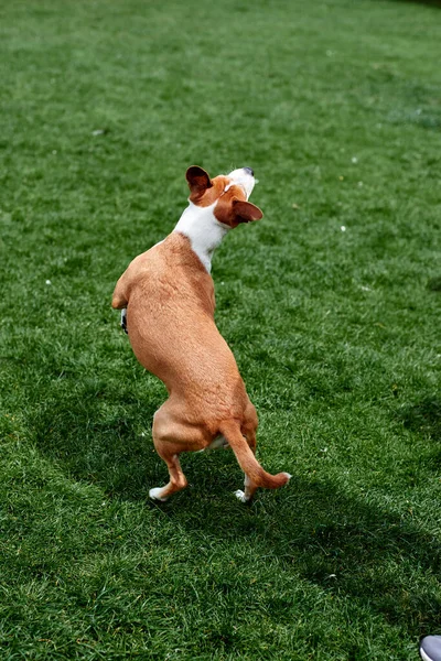 Seekor anjing muda yang cantik memantul dengan latar belakang rumput — Stok Foto
