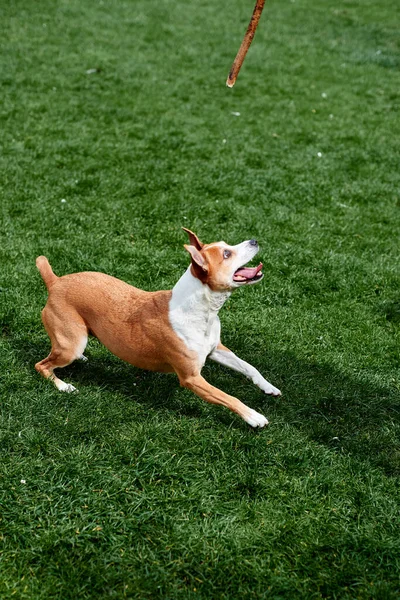 Seekor anjing muda yang cantik sedang bersiap-siap untuk melompat untuk tongkat terhadap latar belakang rumput hijau — Stok Foto