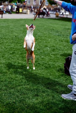 Genç beyaz bir köpek, sahibinin tuttuğu sopanın arkasına atlar. Bahçenin önüne atlayan bir köpek.