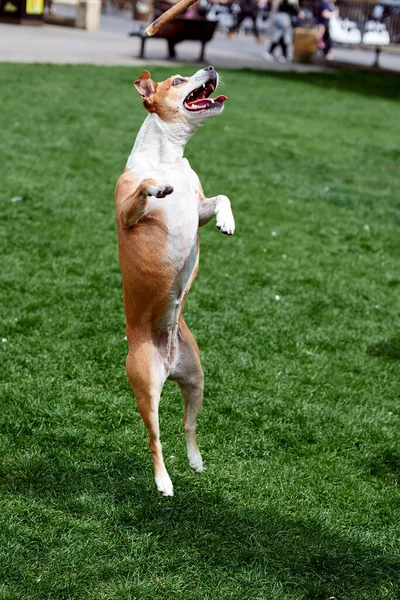 A young white dog jumps behind a stick that the owner holds out. A dog jumping in front of a lawn