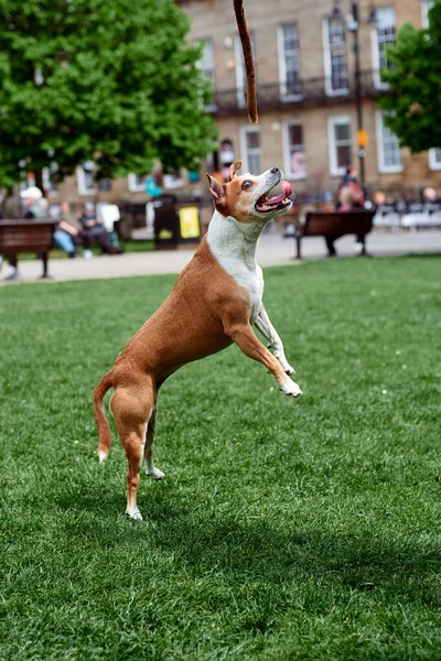 El perro salta maravillosamente sacando su lengua en el fondo del parque. Un perro en un salto mira a la cámara — Foto de Stock