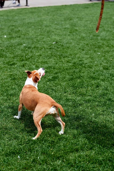 Egy fiatal fehér kutya beugrik egy bot mögé, amit a tulaj tart. Egy kutya ugrál a pázsit előtt. — Stock Fotó