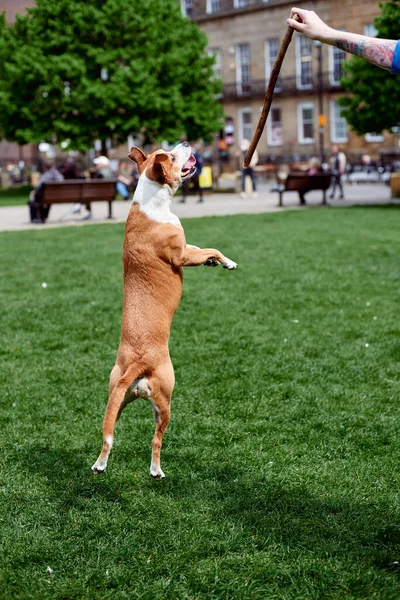 A young white dog jumps behind a stick that the owner holds out. A dog jumping in front of a lawn