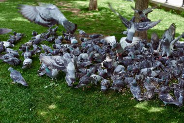 Parktaki bir güvercin sürüsü. Güvercin besliyorum. Güvercinler çimenleri gagalar.