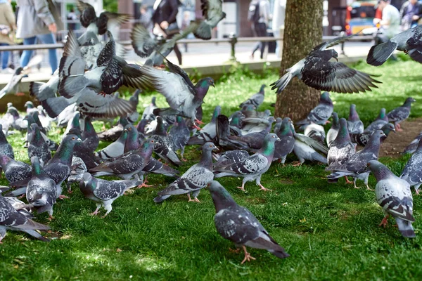 Ein Taubenschwarm Park Tauben Füttern Tauben Picken Auf Dem Rasen — Stockfoto