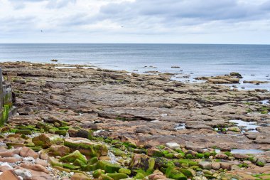 Sarı renkli yuvarlak deniz taşlarından oluşan güzel bir sahil. Kayalık kıyıların dokusu. Bir sürü büyük deniz taşı..