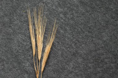 Three spikelets of wheat on a gray background