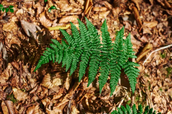 Fern Branch Close Background Brown Foliage Young Fern Fern Leaves — Stock fotografie