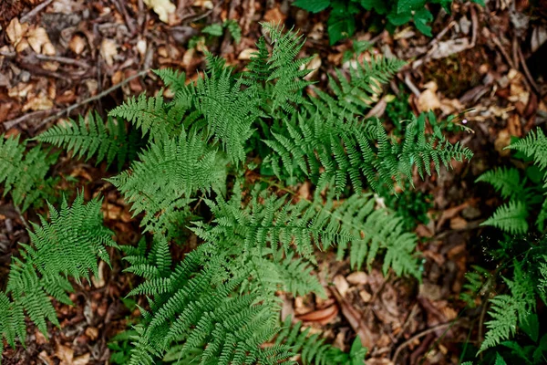 Young Fern Bush Background Foliage Fern Leaves Green Plants Natural — Foto Stock