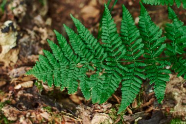 A fern branch is close-up against a background of brown foliage. A young fern. Fern leaves. Green plants in the natural landscape. Fresh green tropical foliage.